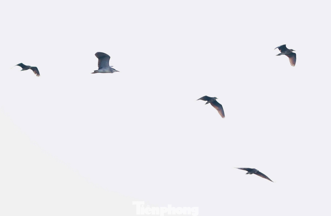 Những ngày gần đây, địa điểm trên đã thành nơi "cư trú" của hàng trăm con chim. Những ngày gần đây, địa điểm trên đã thành nơi "cư trú" của hàng trăm con chim.