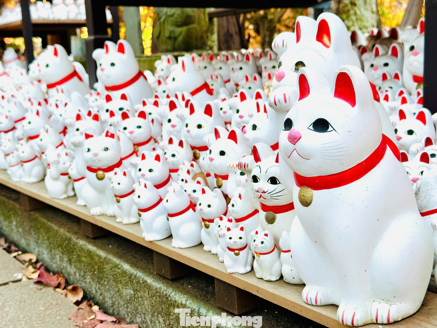 Hàng nghìn con mèo thần tài với đủ màu sắc, kích cỡ và hình dạng khác nhau đã tạo nên một thế giới riêng của những chú mèo đáng yêu và dễ thương. Khi tới đền Gotokuji Tokyo, du khách sẽ được thoải mái chụp ảnh sống ảo cùng những chú mèo thần tài nơi đây.