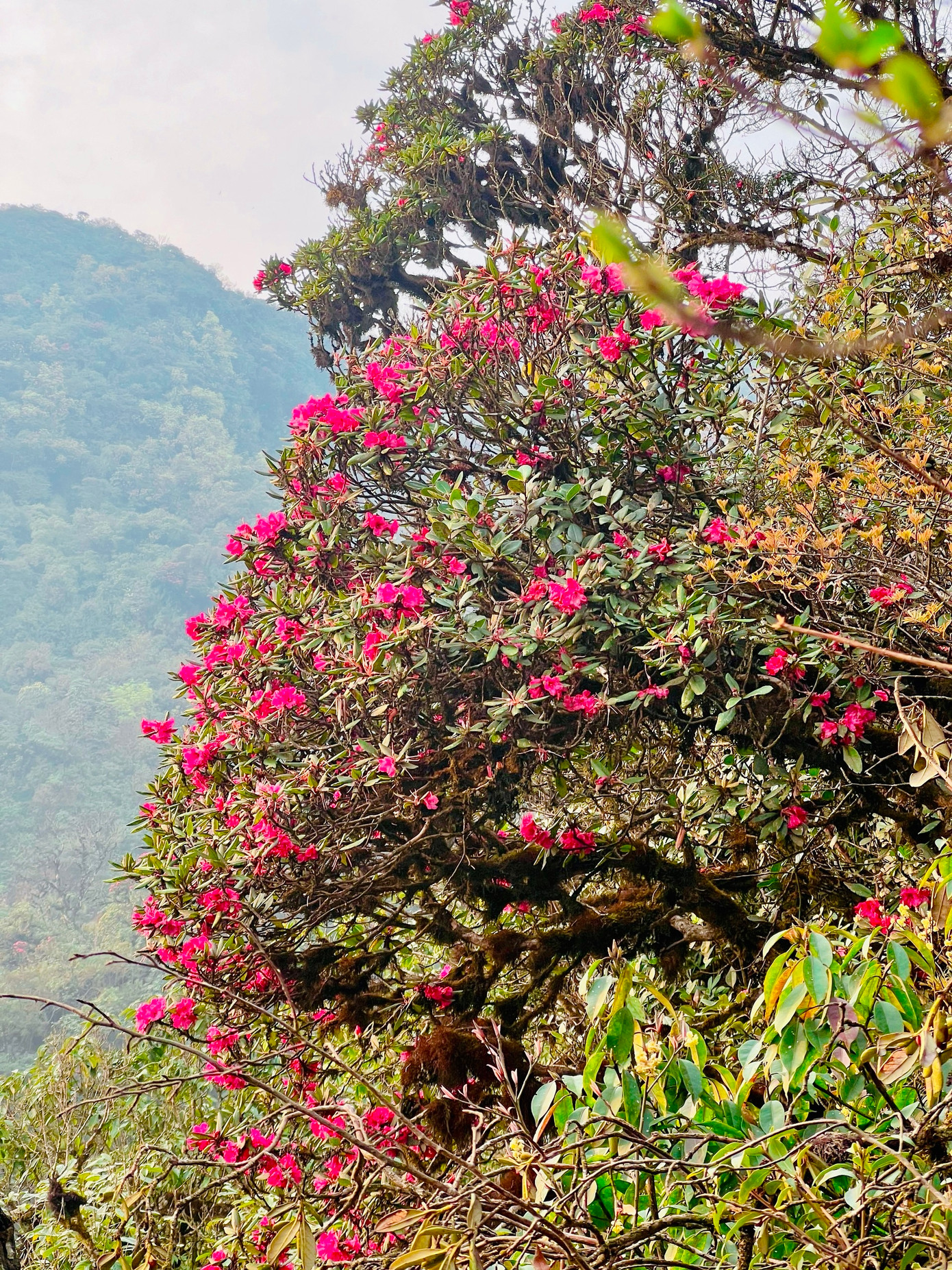 Được biết đến là một trong ba đỉnh núi cao, hiểm trở thuộc rừng đặc dụng Tà Xùa (vùng giáp giữa huyện Bắc Yên, Sơn La và huyện Trạm Tấu, Yên Bái), Sa Mu – U Bò cao 2.756m đang trở thành điểm trekking mới của giới trẻ.