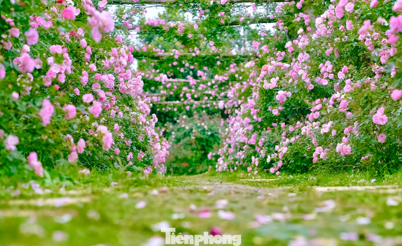Chủ vườn chia sẻ: "Phải mất gần 5 tháng chăm sóc kỹ lưỡng mới có một mùa hoa đẹp với hàng nghìn bông hoa nở rộ, thơm ngát. Hoa hồng thuộc dòng hoa trang trí cao cấp và ưa khí hậu ôn đới, 1 năm chỉ khai thác được vài tháng, vì hoa nở theo lứa. Để có thể trồng được 1 vườn hồng rộng 6.000m2 phải đầu tư rất nhiều công sức". Chủ vườn chia sẻ: "Phải mất gần 5 tháng chăm sóc kỹ lưỡng mới có một mùa hoa đẹp với hàng nghìn bông hoa nở rộ, thơm ngát. Hoa hồng thuộc dòng hoa trang trí cao cấp và ưa khí hậu ôn đới, 1 năm chỉ khai thác được vài tháng, vì hoa nở theo lứa. Để có thể trồng được 1 vườn hồng rộng 6.000m2 phải đầu tư rất nhiều công sức".