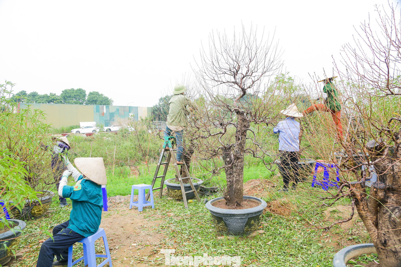 Ông Tứ - chủ một vườn đào ở phường Nhật Tân - cho biết do vườn đào được bồi đất cao hơn mặt đường từ 1-2 m và ở xa sông Hồng nên không bị thiệt hại trong cơn bão số 3. Hiện tại ông và Tứ cùng nhiều nhà vườn khác tiến hành tuốt lá đào để nuôi mắt, cho đào ra nụ.