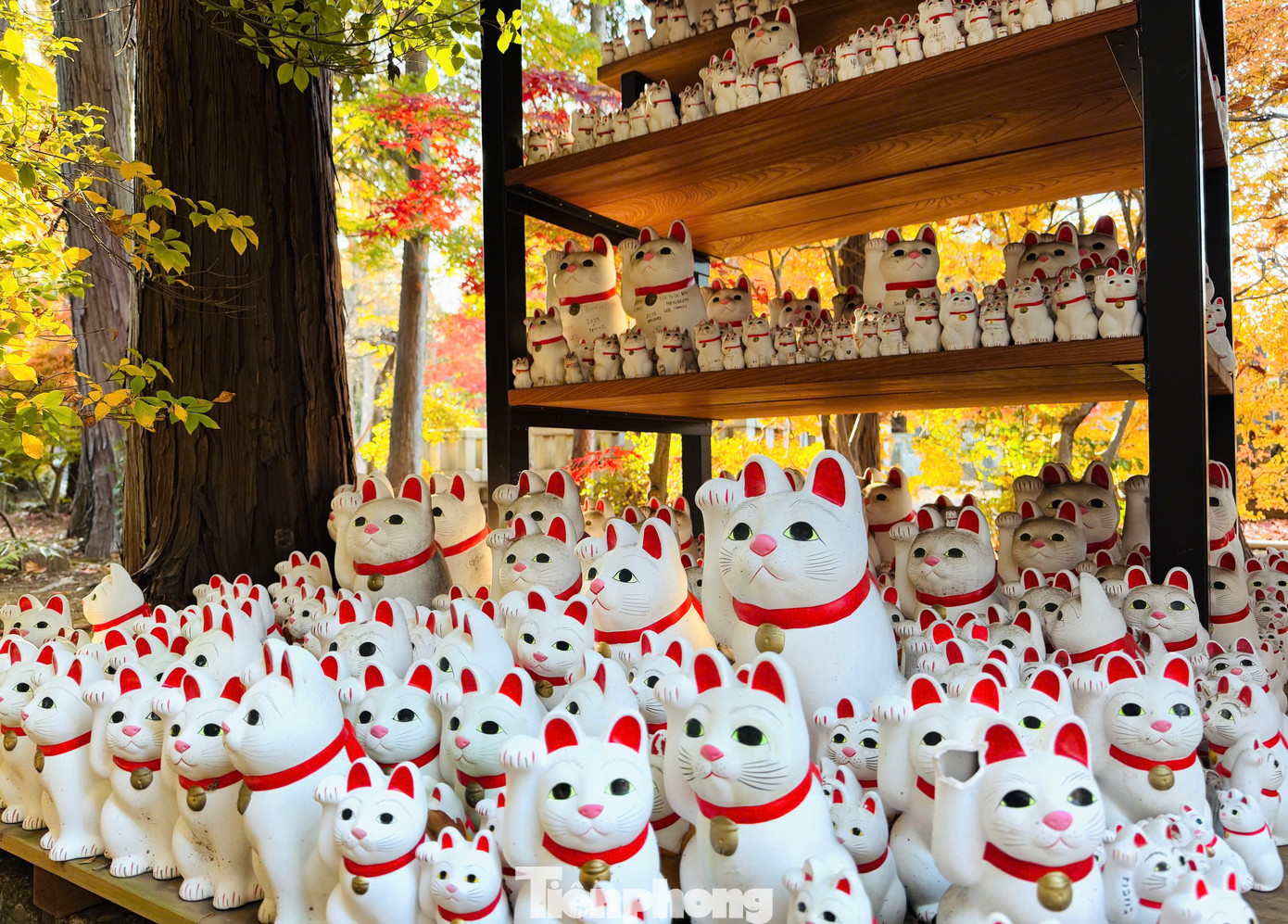 Có hàng ngàn con mèo mamki-neko với đủ kích cỡ từ lớn đến nhỏ trong ngôi đền này. Người dân địa phương và khách du lịch khi đặt chân đến nơi đây đều đặt những chú mèo mamki-neko mới mỗi ngày, vì vậy số lượng mèo may mắn không ngừng tăng lên theo ngày tháng.