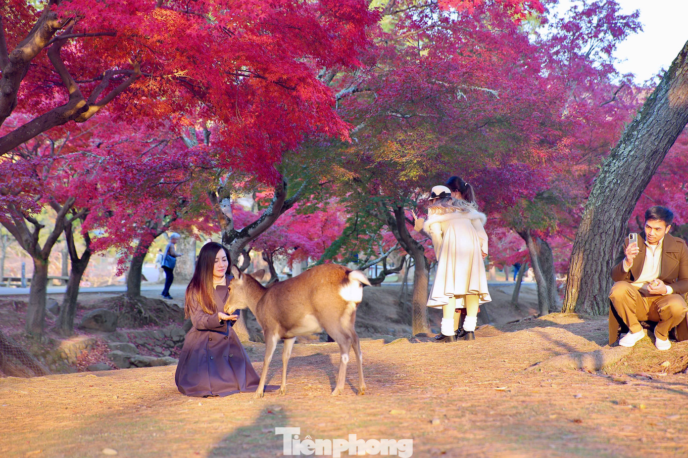 Theo tín ngưỡng của người dân địa phương, những chú hươu Sika được xem là sứ giả của các vị thần, là hiện thân của những điều linh thiêng và may mắn.