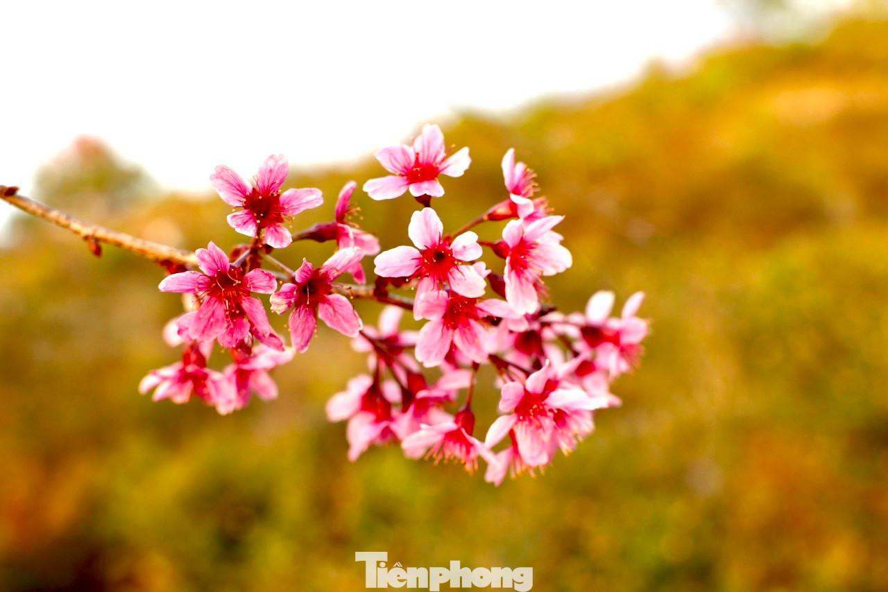 Nhiều du khách không quản ngại đường xa đã tìm về cắm trại qua đêm, đón bình minh và săn những khoảnh khắc đẹp nhất của hoa trong sương sớm.