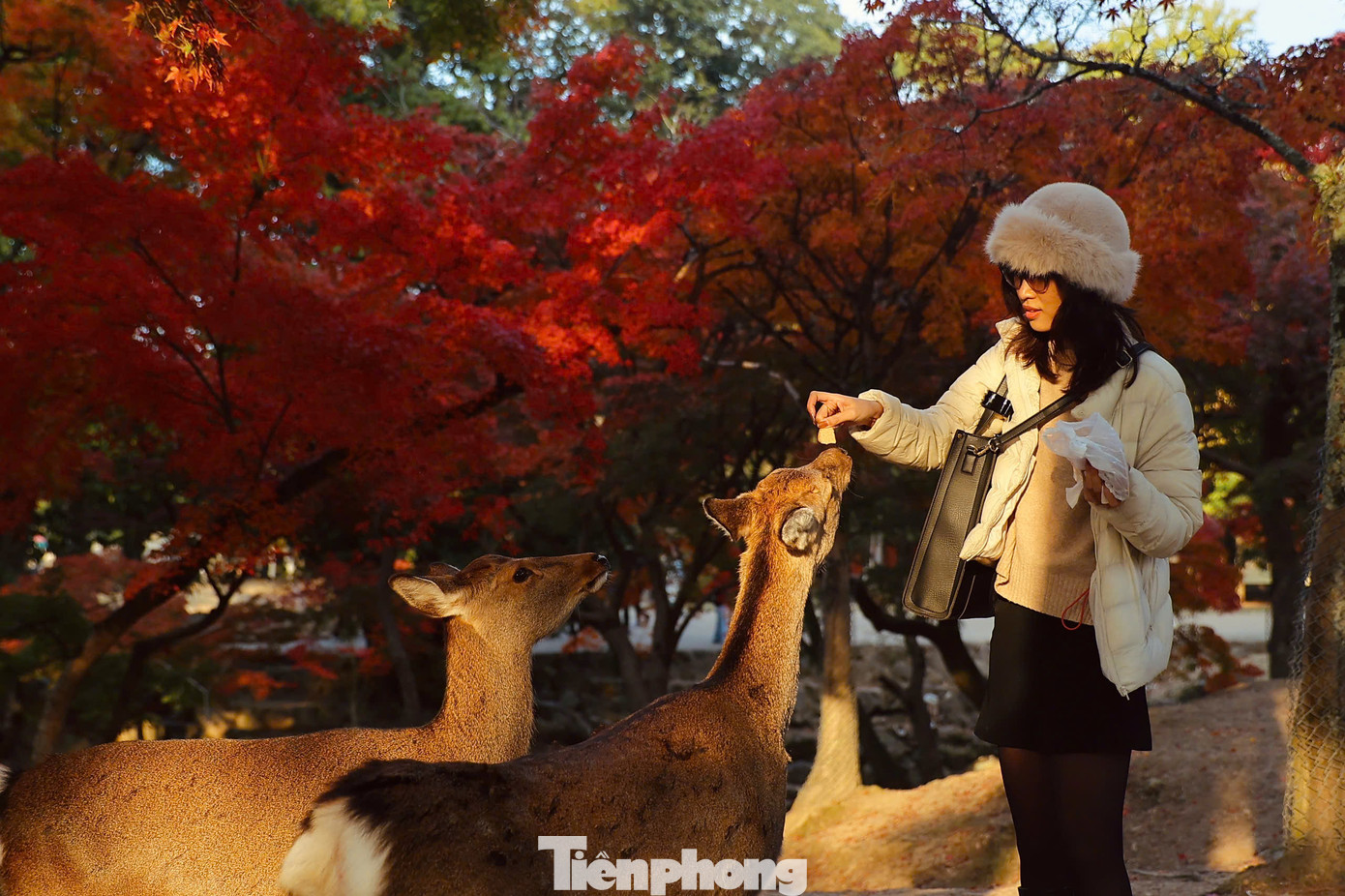 Du khách tìm đến công viên Nara được đắm chìm trong bầu không khí tĩnh lặng, nơi thiên nhiên và con người hòa quyện với nhau một cách hài hòa.