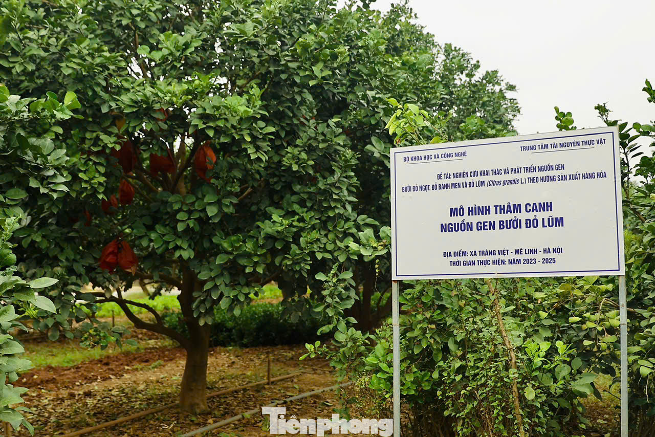 Bưởi đỏ tiến vua với tạo hình độc đáo đúc chữ 'tài - lộc' hay thỏi vàng những năm gần đây trở thành mặt hàng ưa chuộng. Bưởi đỏ tiến vua với tạo hình độc đáo đúc chữ 'tài - lộc' hay thỏi vàng những năm gần đây trở thành mặt hàng ưa chuộng.