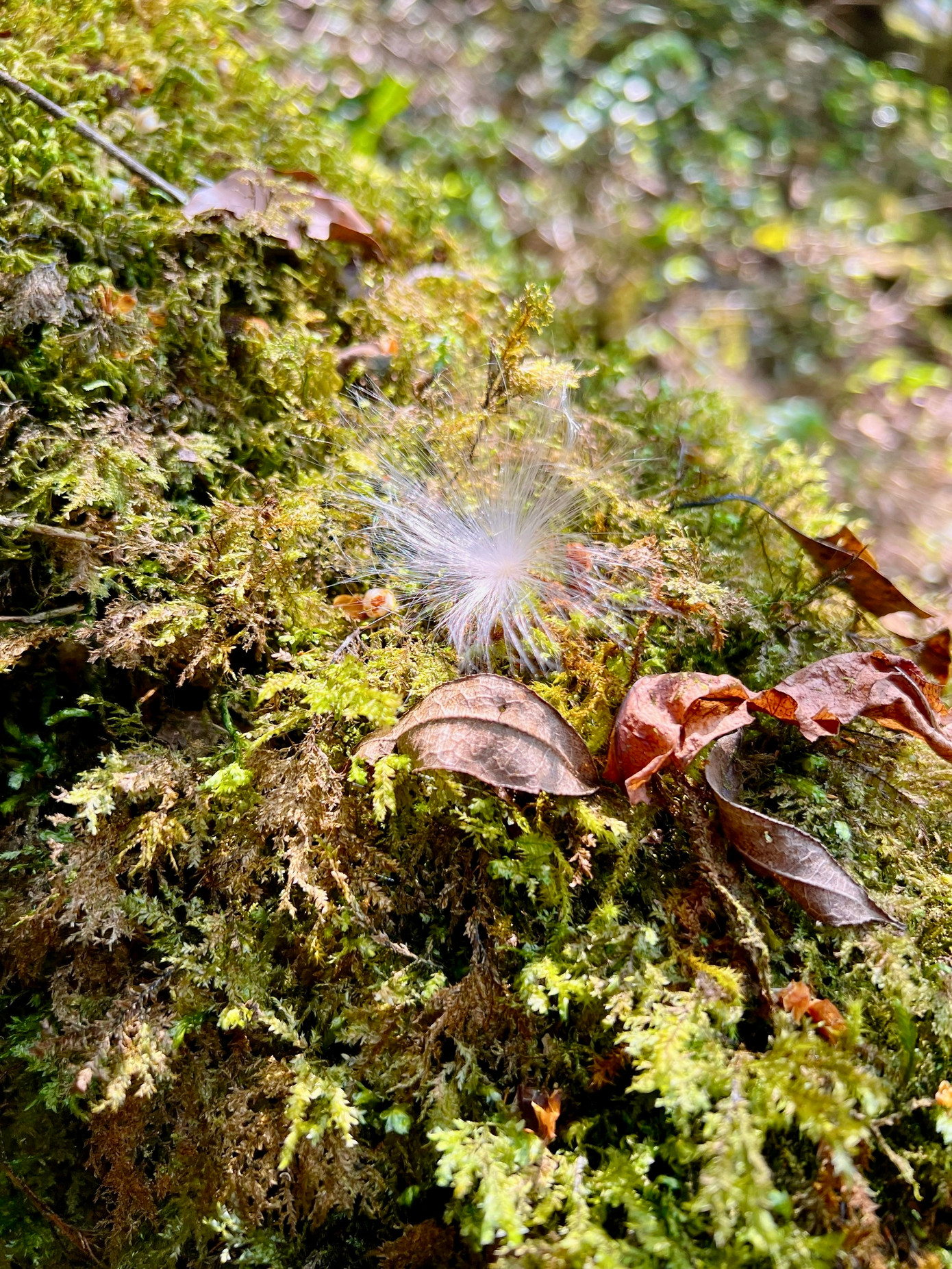 Thảm thực vật trong rừng thay đổi theo độ cao và hướng sườn núi. Trong rừng còn có nhiều cây cổ thụ to, hình dáng kỳ lạ, rêu phủ quanh năm và rừng trúc xanh bốn mùa.