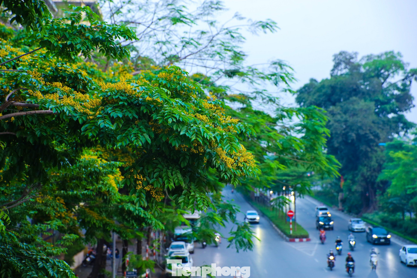 Cây giáng hương vốn phổ biến hơn ở miền Trung nhưng những năm gần đây được trồng trên nhiều tuyến phố Hà Nội nhờ vòm lá rộng mát, dáng cây và hoa đều đẹp, lại có giá trị cao.