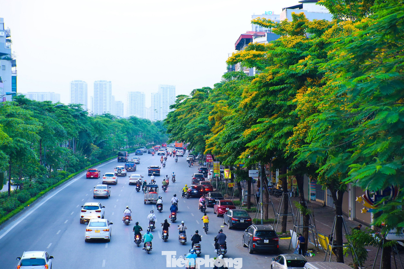 Giáng hương có tên khoa học là Pterocarpus Macrocarpus Kurz, là cây thân gỗ có chiều cao trưởng thành lên đến hơn 20m. Được trồng phổ biến ở các nước Đông Nam Á, giáng hương không chỉ là mang lại bóng mát và vẻ đẹp cho phố phường mà còn được đánh giá thuộc loại cây gỗ rất có giá trị.