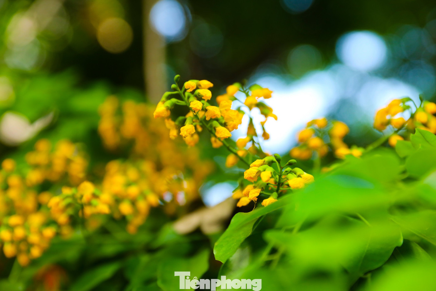 Giáng hương có tên khoa học là Pterocarpus Macrocarpus Kurz, là cây thân gỗ có chiều cao trưởng thành lên đến hơn 20m. Được trồng phổ biến ở các nước Đông Nam Á, giáng hương không chỉ là mang lại bóng mát và vẻ đẹp cho phố phường mà còn được đánh giá thuộc loại cây gỗ rất có giá trị.