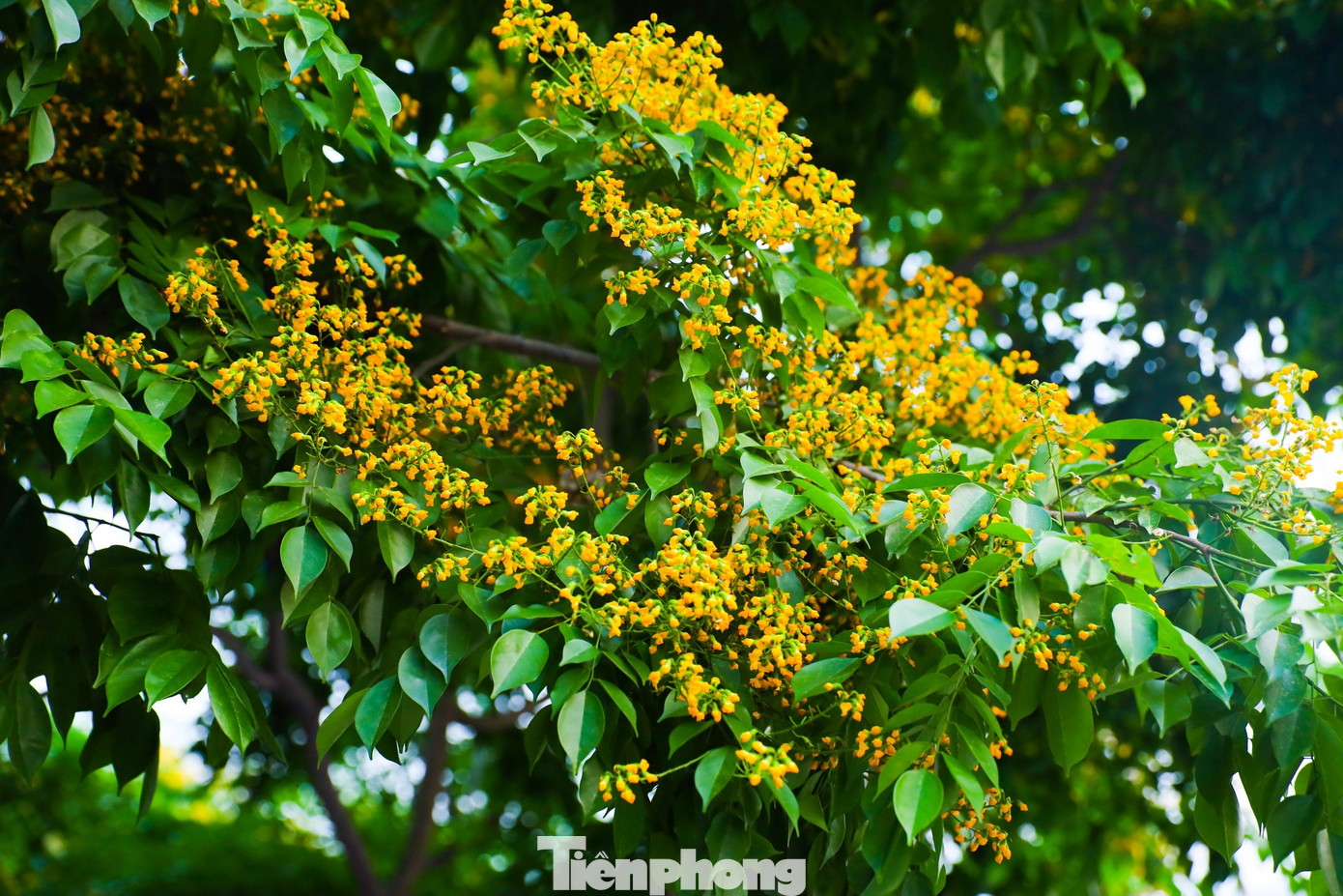 Giáng hương có tên khoa học là Pterocarpus Macrocarpus Kurz, là cây thân gỗ có chiều cao trưởng thành lên đến hơn 20m. Được trồng phổ biến ở các nước Đông Nam Á, giáng hương không chỉ là mang lại bóng mát và vẻ đẹp cho phố phường mà còn được đánh giá thuộc loại cây gỗ rất có giá trị.
