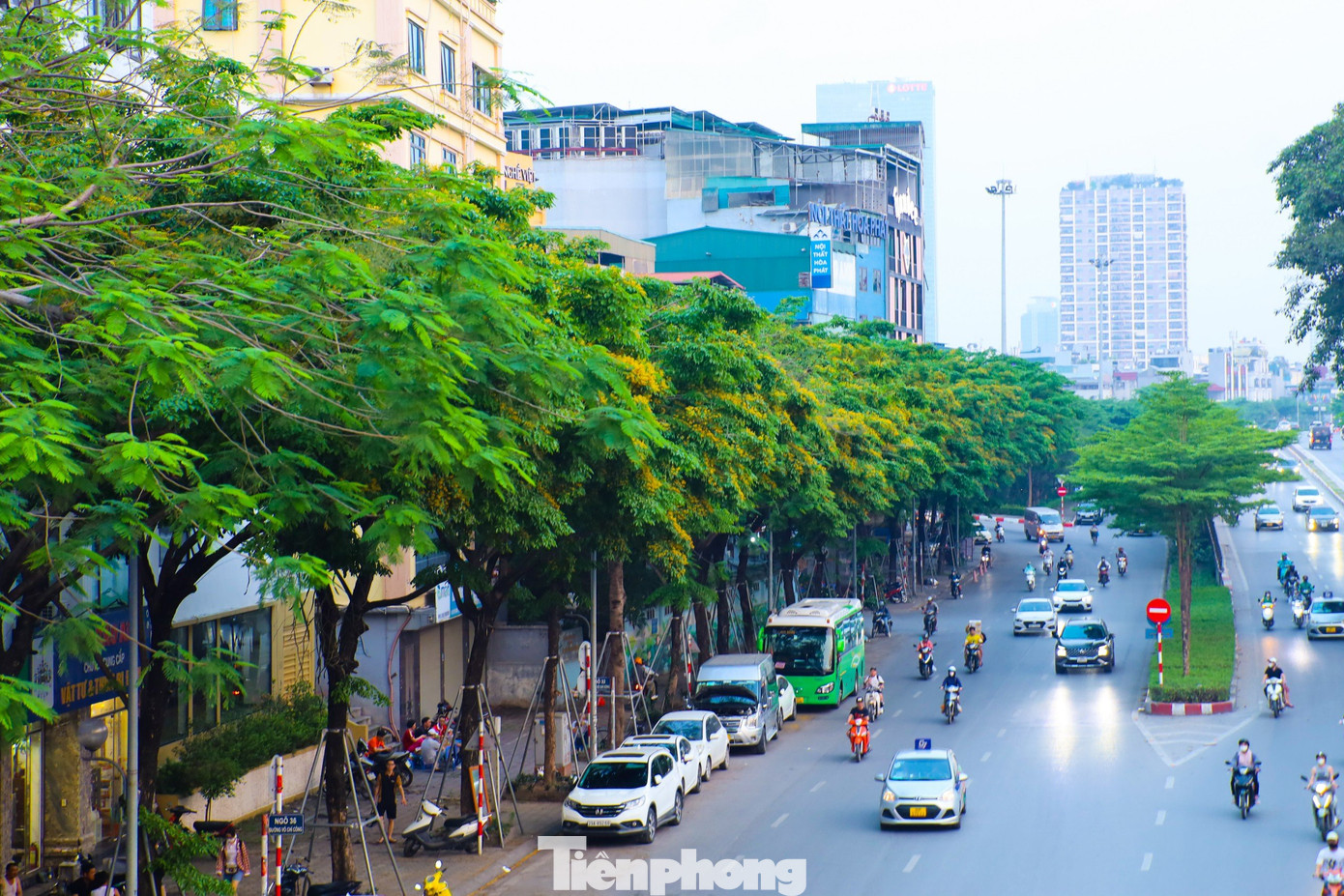 Cây giáng hương vốn phổ biến hơn ở miền Trung nhưng những năm gần đây được trồng trên nhiều tuyến phố Hà Nội nhờ vòm lá rộng mát, dáng cây và hoa đều đẹp, lại có giá trị cao.
