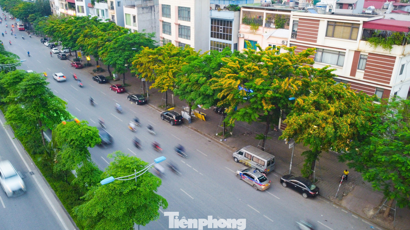 Trên nhiều tuyến phố, hoa giáng hương đang vào độ nở rộ, khoe sắc, phủ vàng các lối đi... Hoa vàng nổi bật trên vòm lá xanh mướt tạo nên khung cảnh yên bình giữa phố xá nhộn nhịp.