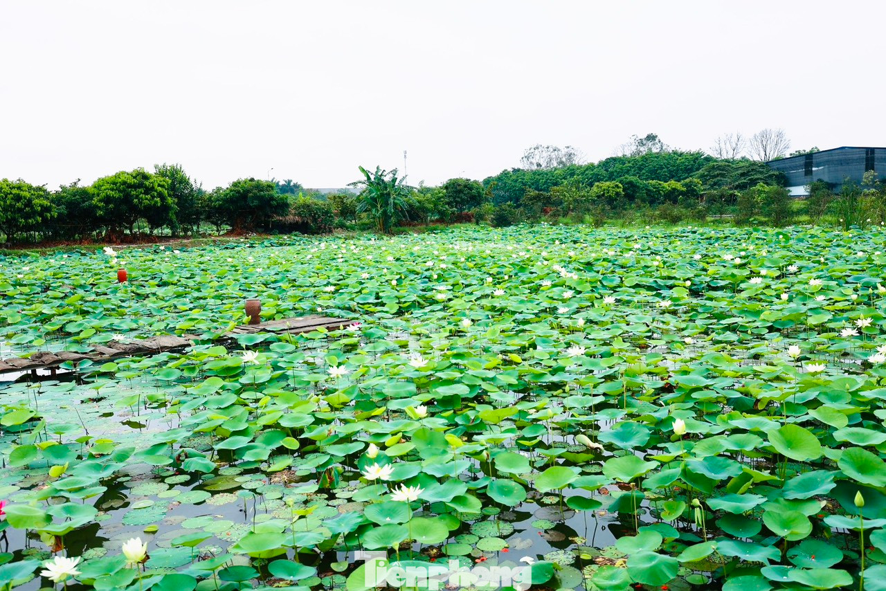 Đầm sen trắng rộng hơn 1.000 m2 tại Long Biên (Hà Nội) đang nở rộ. Những bông hoa trắng tinh khôi tạo nên nét khác biệt so với các đầm sen khác ở Hà Nội. Đầm sen trắng rộng hơn 1.000 m2 tại Long Biên (Hà Nội) đang nở rộ. Những bông hoa trắng tinh khôi tạo nên nét khác biệt so với các đầm sen khác ở Hà Nội.