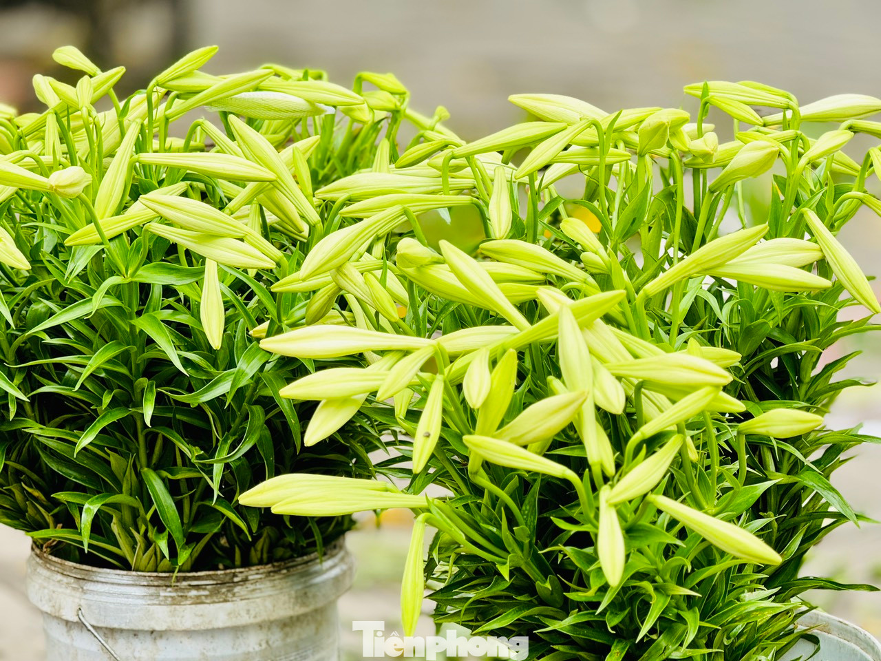 Đường phố Hà Nội những ngày này được tô điểm thêm vẻ đẹp nhẹ nhàng với màu trắng tinh khôi của hoa loa kèn. Những gánh hàng hoa nơi góc phố như gọi tháng Tư về. Đường phố Hà Nội những ngày này được tô điểm thêm vẻ đẹp nhẹ nhàng với màu trắng tinh khôi của hoa loa kèn. Những gánh hàng hoa nơi góc phố như gọi tháng Tư về.