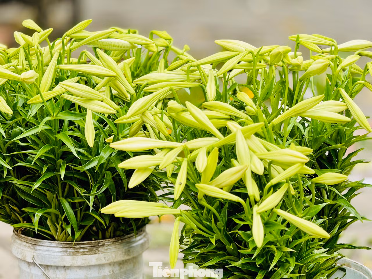 Đường phố Hà Nội những ngày này được tô điểm thêm vẻ đẹp nhẹ nhàng với màu trắng tinh khôi của hoa loa kèn. Những gánh hàng hoa nơi góc phố như gọi tháng Tư về.