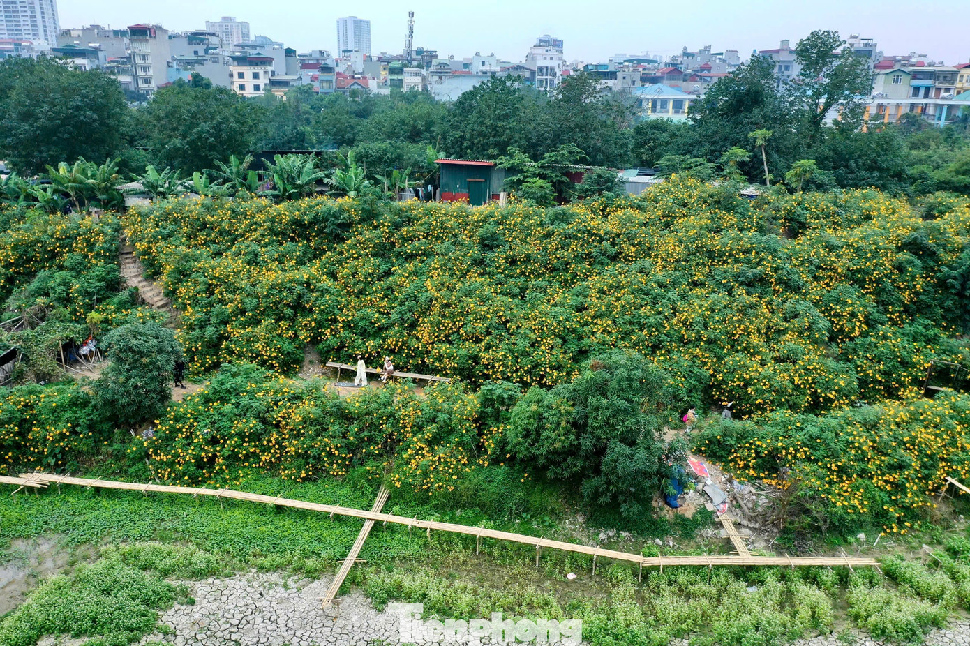 Trước đây vào mùa hoa, nhiều người thường vượt quãng đường 60-70km lên vườn quốc gia Ba Vì để chiêm ngưỡng và chụp ảnh. Tuy nhiên, vài năm trở lại đây, những người yêu thích loài hoa này có thêm lựa chọn thuận tiện hơn, khi xuất hiện một vườn hoa dã quỳ tại Xuân Đỉnh (Hà Nội).