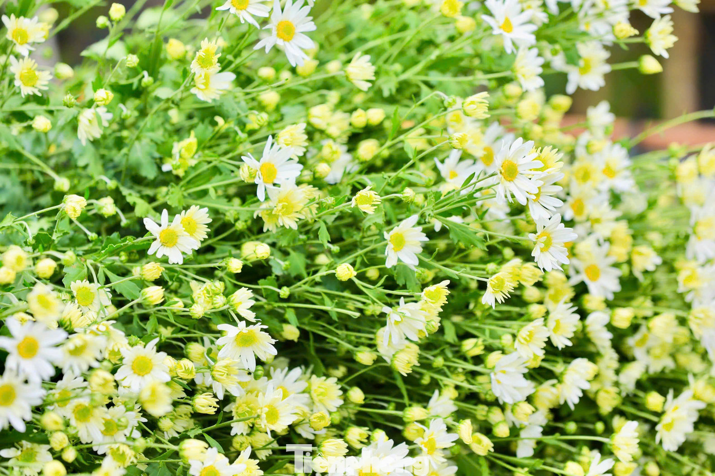 Những bông cúc họa mi trắng nhỏ xíu, rung rinh trong gió.