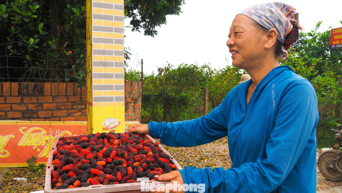 Giá bán tại vườn cho các thương lái dao động từ 15.000 đồng đến 20.000 đồng/kg tùy loại.