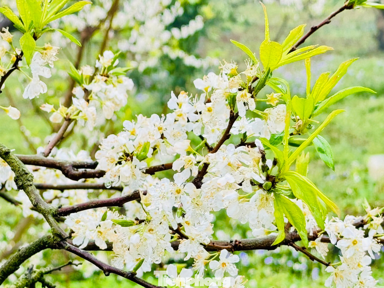 Bạn Khánh Đan cùng nhóm bạn đến từ Hà Đông chia sẻ: "Tuyến đường đi tuy xa, hơi vất vả khó đi nhưng bù lại khi đến đấy, chúng mình đã thực sự ngỡ ngàng trước vườn mận nở trắng tinh khôi, rất ấn tượng". Bạn Khánh Đan cùng nhóm bạn đến từ Hà Đông chia sẻ: "Tuyến đường đi tuy xa, hơi vất vả khó đi nhưng bù lại khi đến đấy, chúng mình đã thực sự ngỡ ngàng trước vườn mận nở trắng tinh khôi, rất ấn tượng".