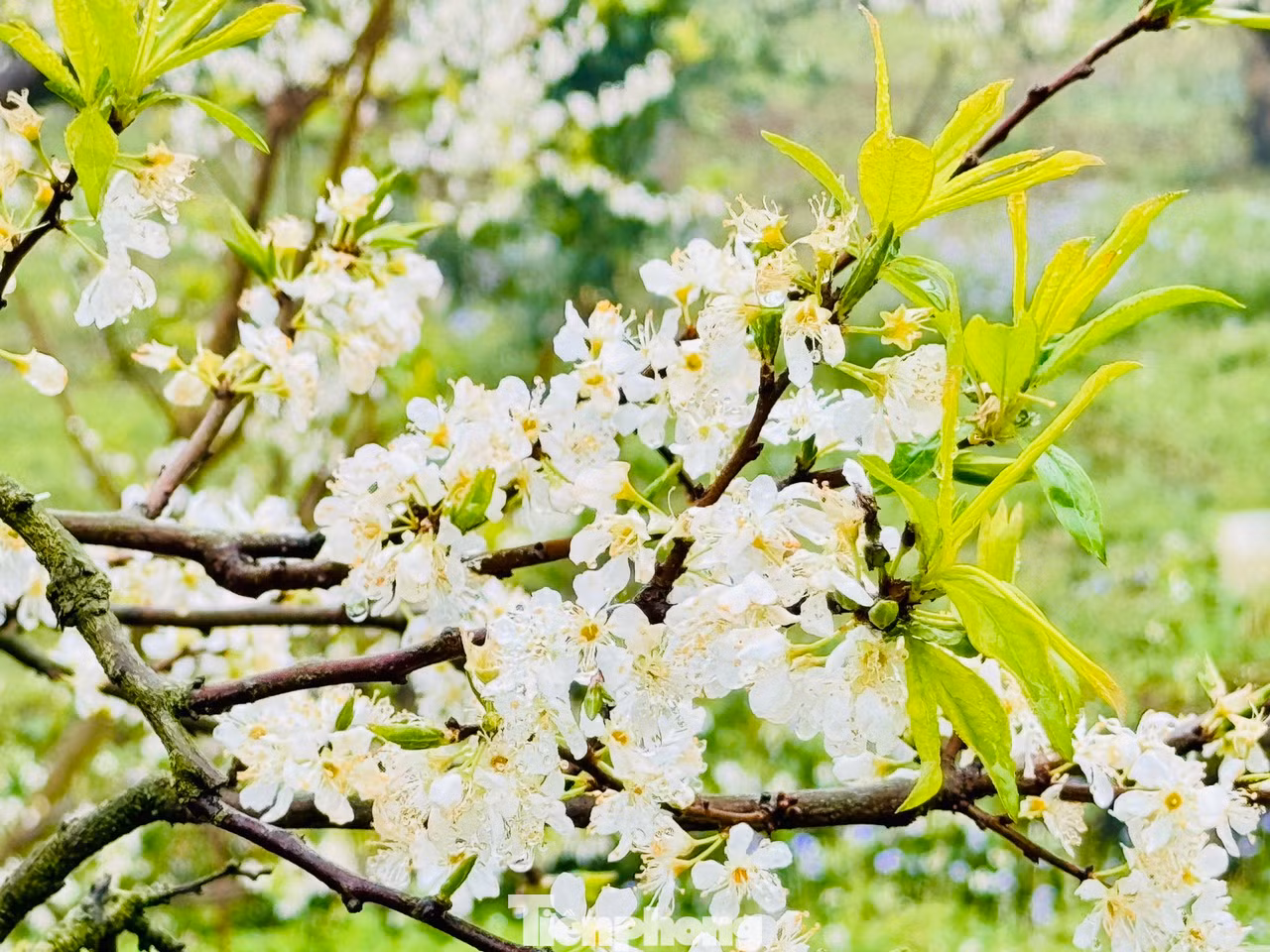 Bạn Khánh Đan cùng nhóm bạn đến từ Hà Đông chia sẻ: "Tuyến đường đi tuy xa, hơi vất vả khó đi nhưng bù lại khi đến đấy, chúng mình đã thực sự ngỡ ngàng trước vườn mận nở trắng tinh khôi, rất ấn tượng". Bạn Khánh Đan cùng nhóm bạn đến từ Hà Đông chia sẻ: "Tuyến đường đi tuy xa, hơi vất vả khó đi nhưng bù lại khi đến đấy, chúng mình đã thực sự ngỡ ngàng trước vườn mận nở trắng tinh khôi, rất ấn tượng".