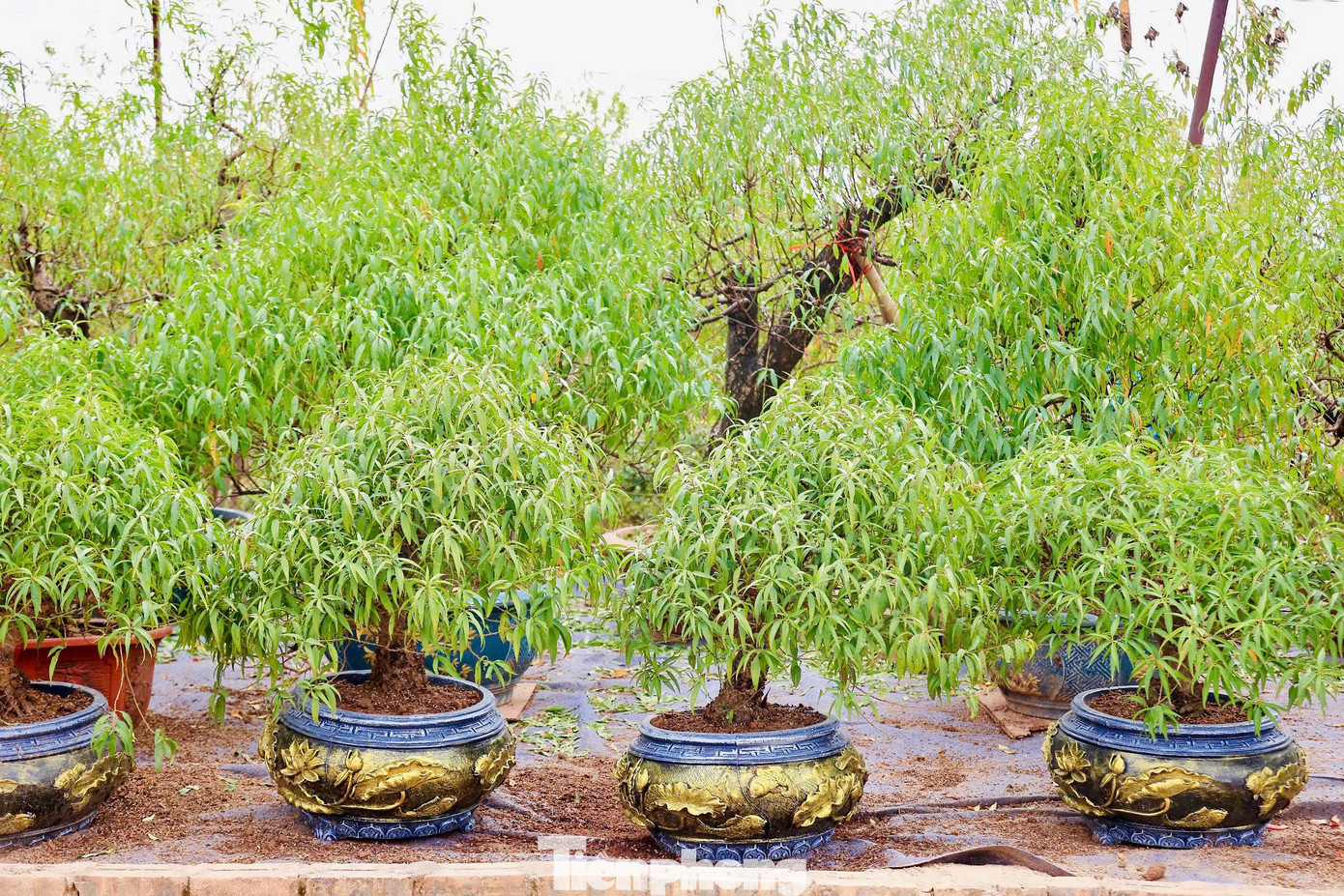 Những ngày này, người dân trồng đào ở Nhật Tân đang nỗ lực phục hồi, chăm sóc cây để kịp bán trong dịp Tết Nguyên đán 2025.