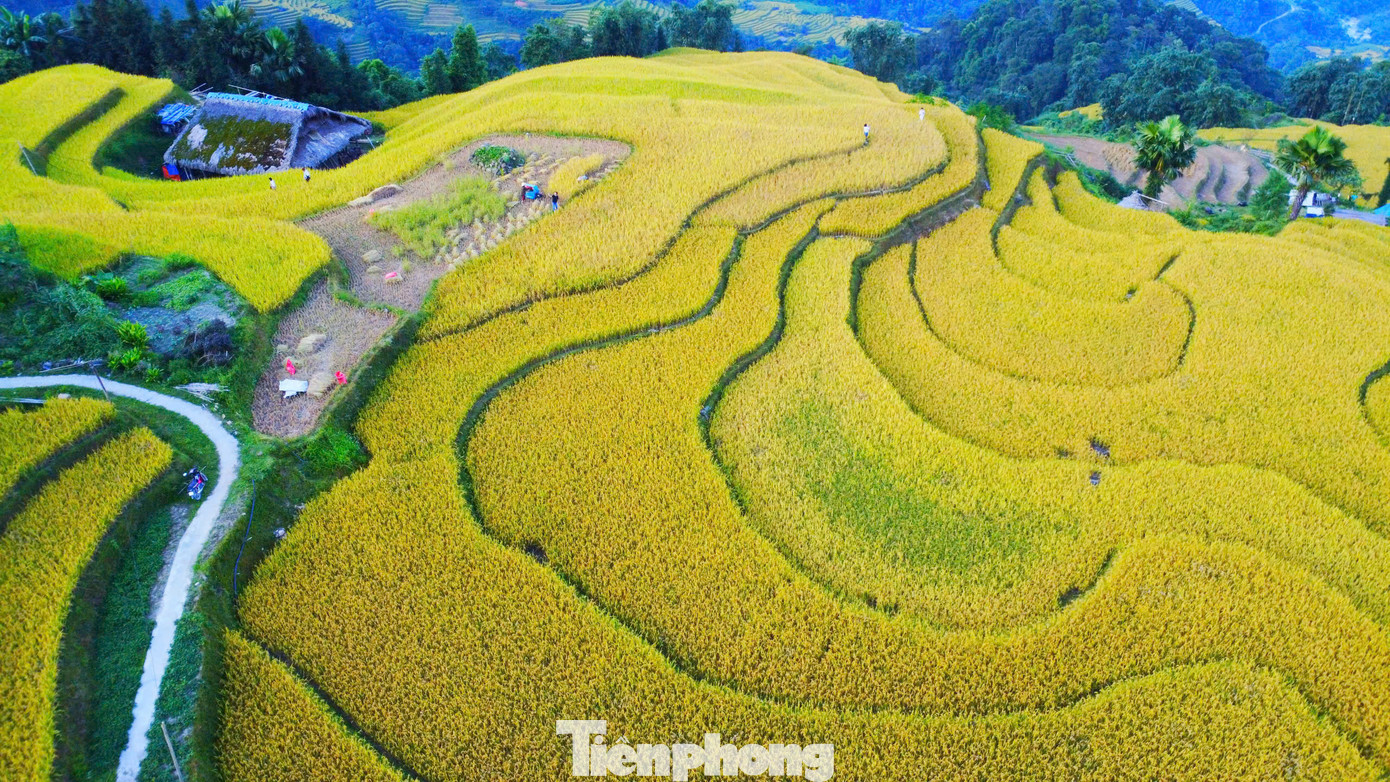 Những thửa ruộng lúa chín uốn lượn quanh sườn đồi khiến nhiều người mê mẩn.