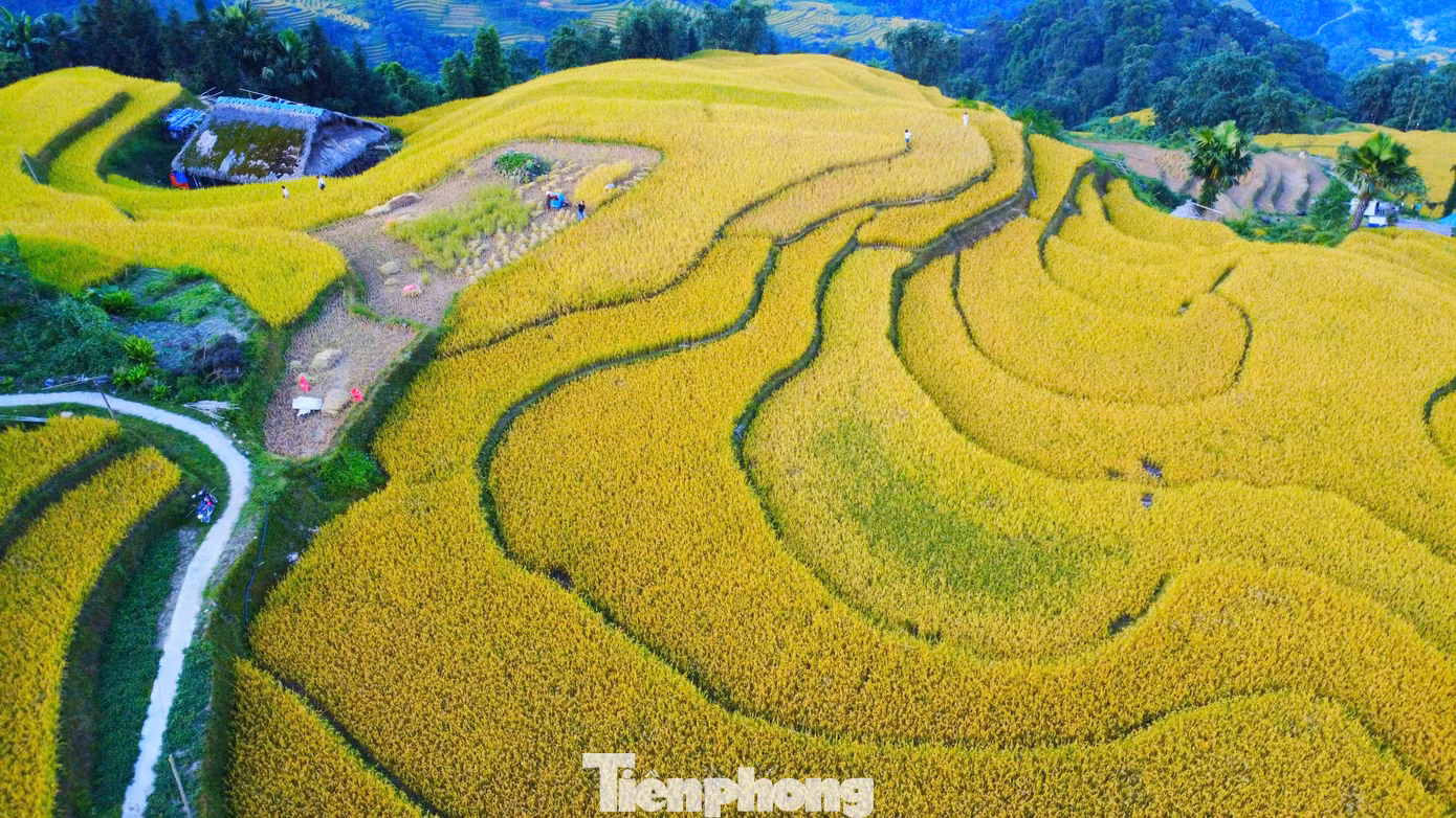 Những thửa ruộng lúa chín uốn lượn quanh sườn đồi khiến nhiều người mê mẩn.