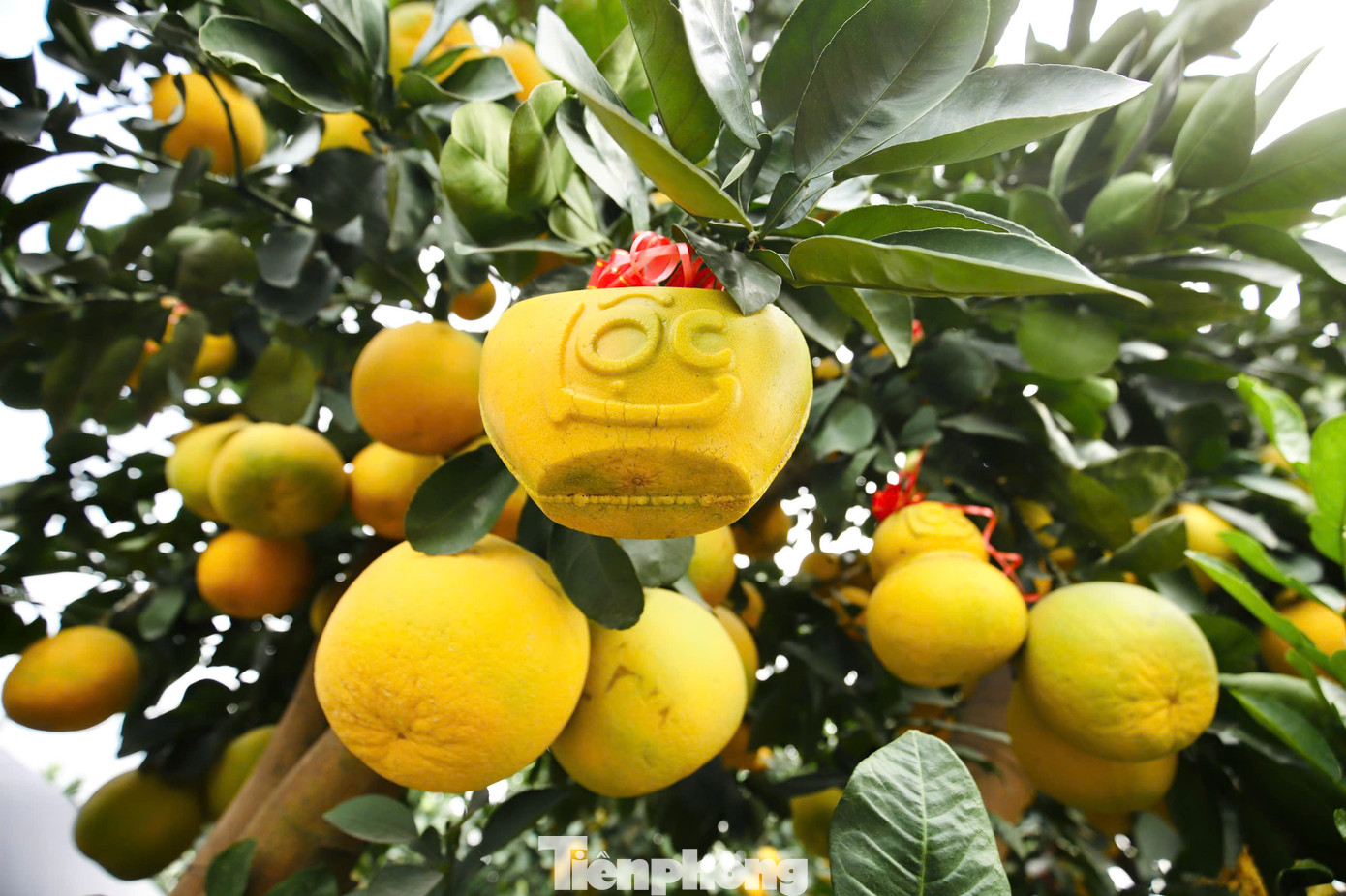 Những quả to, màu đẹp sẽ được tạo hình chữ tài, lộc.