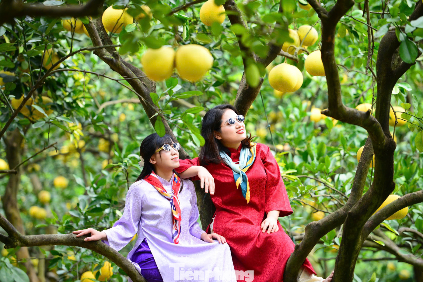 Trong ảnh là vườn bưởi Diễn rộng 4ha với gần 2.000 gốc trên 30 năm tuổi, vài năm trở lại đây, vườn bưởi này đã trở thành địa điểm check-in nổi tiếng. Người dân và du khách đến đây có thể đặt gốc bưởi để ăn Tết, đồng thời cũng tranh thủ chụp ảnh kỷ niệm.