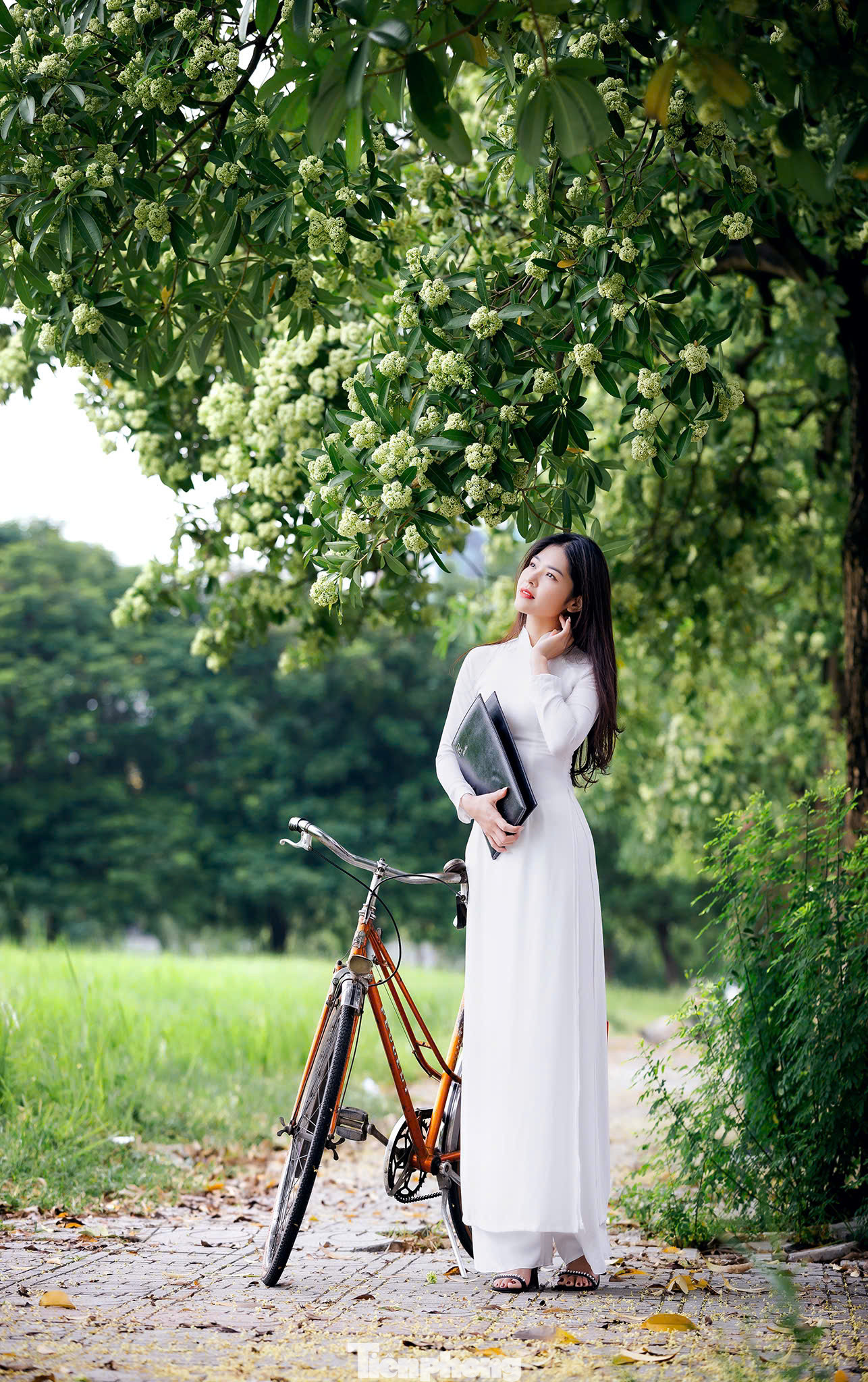 Mùa thu là thời điểm mùi hương hoa sữa nồng nàn len lỏi khắp các phố phường của thủ đô Hà Nội. Mùa thu vàng Hà Nội với hình ảnh những chùm hoa sữa trắng xóa bung nở tỏa hương khắp một góc trời là bối cảnh được nhiều "nàng thơ" lựa chọn ghi dấu ấn tuổi thanh xuân.