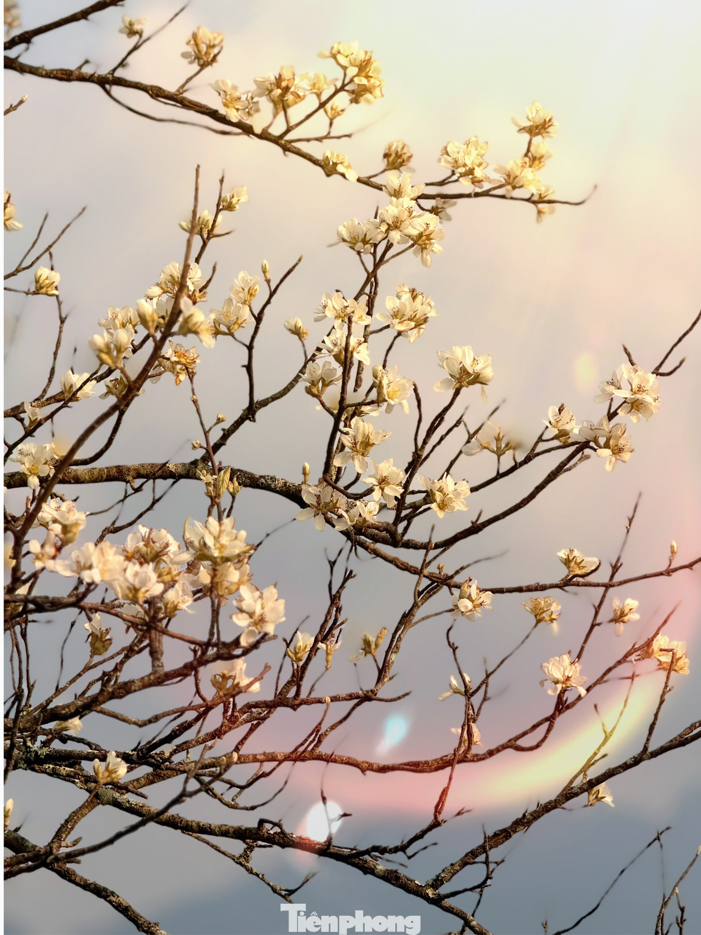 Hoa sơn tra có 5 cánh, nhuỵ vàng, dễ dàng sinh trưởng trên nền đất cằn cỗi. Bởi chịu được sương gió, mưa dầm, loài cây này thậm chí còn mang biểu tượng cho sức sống bền bỉ, kiên cường của vùng cao Tây Bắc.