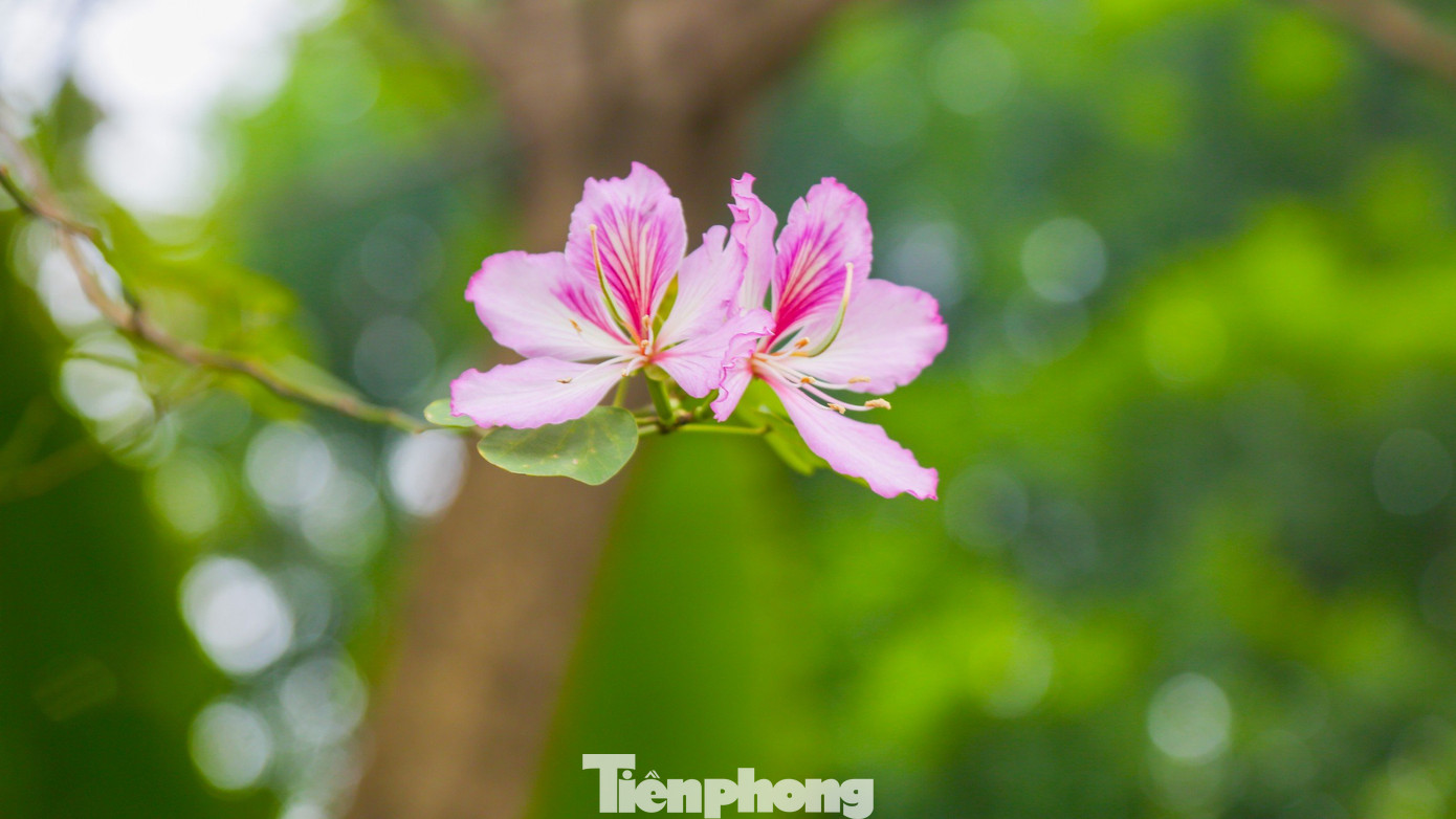 Hoa ban trắng có màu trắng là chủ đạo, pha chút tím nhạt làm cho loại hoa này thêm phần rực rỡ.