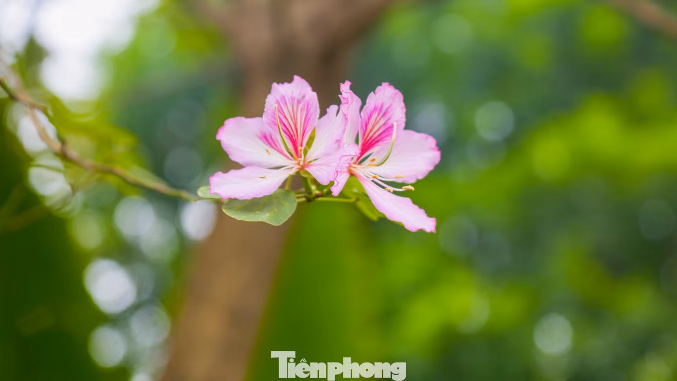 Hoa ban trắng có màu trắng là chủ đạo, pha chút tím nhạt làm cho loại hoa này thêm phần rực rỡ.