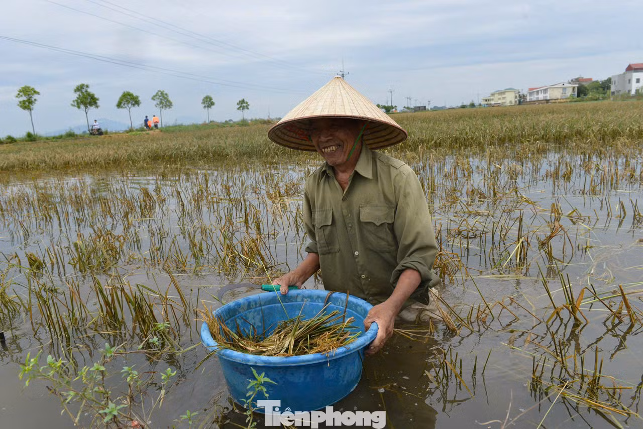 "Nhà tôi có tổng 1 mẫu ruộng nhưng chỉ có hai ông bà, bà nhà tôi thì đau ốm thường xuyên, các con đi lấy chồng xa, may được các chiến sỹ giúp đỡ gặp lúa", ông Thiều nói thêm.