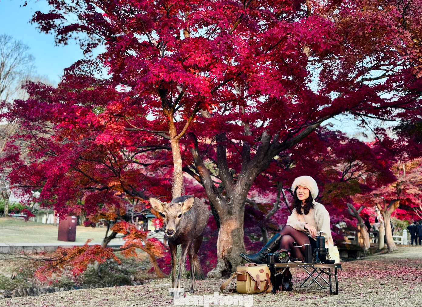 Du khách tìm đến công viên Nara được đắm chìm trong bầu không khí tĩnh lặng, nơi thiên nhiên và con người hòa quyện với nhau một cách hài hòa.