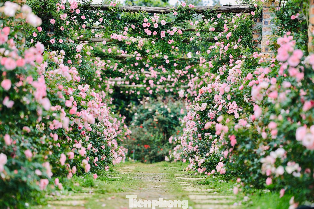 Không cần phải đến Châu Âu, ngay tại xã Hòa Thạch (huyện Quốc Oai, TP.Hà Nội) cũng có khu vườn với hàng nghìn bông hồng được mệnh danh "Nữ hoàng của các loài hoa". Không cần phải đến Châu Âu, ngay tại xã Hòa Thạch (huyện Quốc Oai, TP.Hà Nội) cũng có khu vườn với hàng nghìn bông hồng được mệnh danh "Nữ hoàng của các loài hoa".