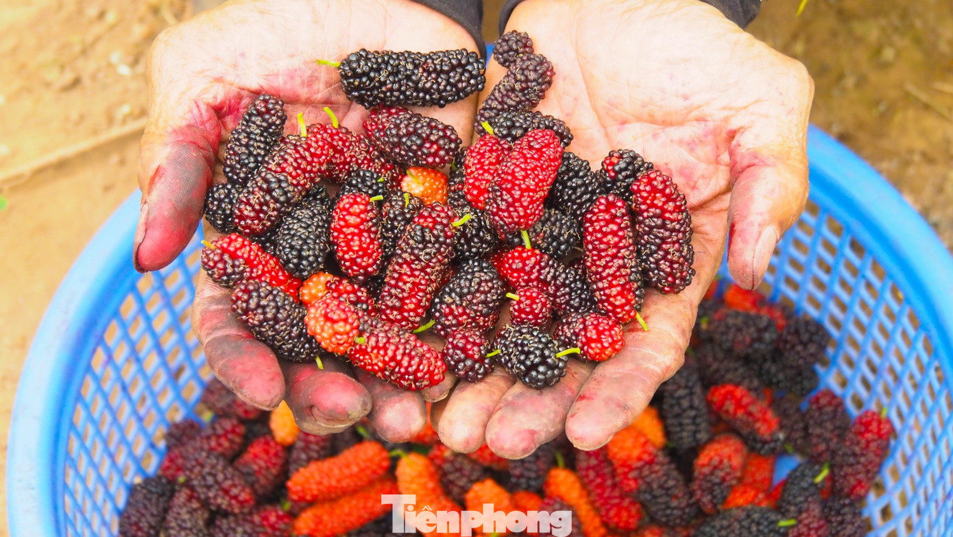 Để chuẩn bị đóng hàng cho các thương lái tìm đến vườn thu mua, những quả gần chín hẳn sẽ được người nông dân thu hoạch để khi vận chuyển không bị dập, đồng thời bảo quản được thời gian lâu hơn.