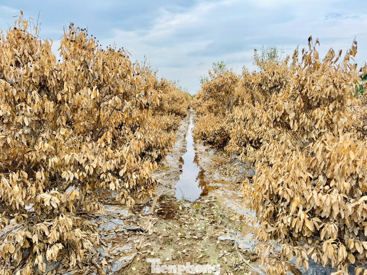 Nhiều nông dân ở Đông Anh xót xa khi thấy cảnh cây cối chết khô, phủ trắng cả cánh đồng.