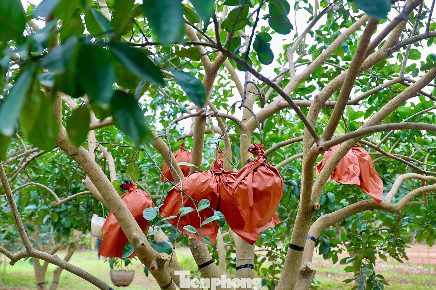 Để mang tới cho người tiêu dùng những quả bưởi đạt chất lượng cao nhất với hình dáng độc đáo, lạ mắt như thế này, người nông dân phải kỳ công chăm sóc cây từ khi còn nhỏ. Những trái bưởi đỏ bánh men với hình thù dẹt, tròn được ép tạo hình thỏi vàng trong các khuôn. Để mang tới cho người tiêu dùng những quả bưởi đạt chất lượng cao nhất với hình dáng độc đáo, lạ mắt như thế này, người nông dân phải kỳ công chăm sóc cây từ khi còn nhỏ. Những trái bưởi đỏ bánh men với hình thù dẹt, tròn được ép tạo hình thỏi vàng trong các khuôn.