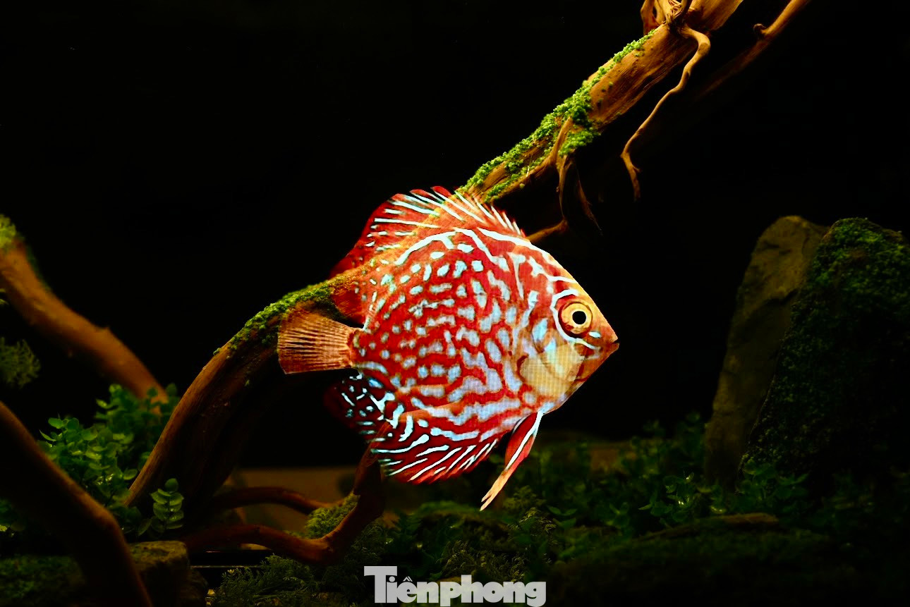 Mặc dù không có nước nhưng người xem cũng cảm nhận được hình ảnh sinh động về các sinh vật dưới đại dương.