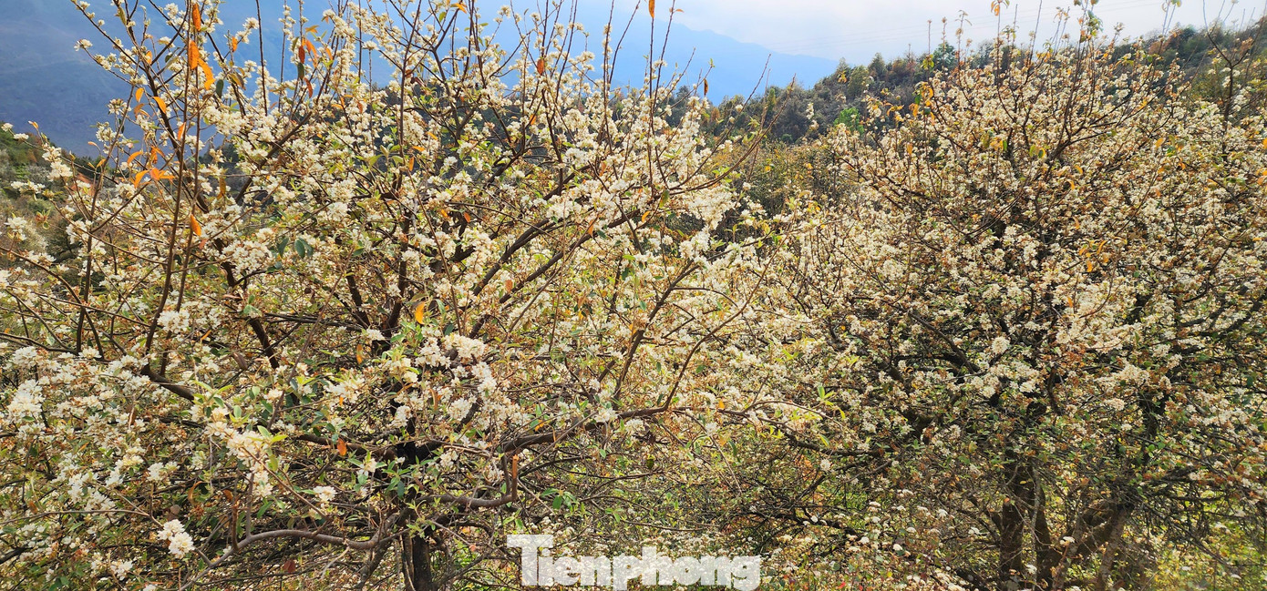 Hoa sơn tra không trắng muốt như hoa mận hay hoa lê nhưng vẻ đẹp tinh khiết của hoa sơn tra vẫn sánh ngang với hoa đào, hoa ban - những loài hoa rực rỡ vào mùa xuân Tây Bắc.