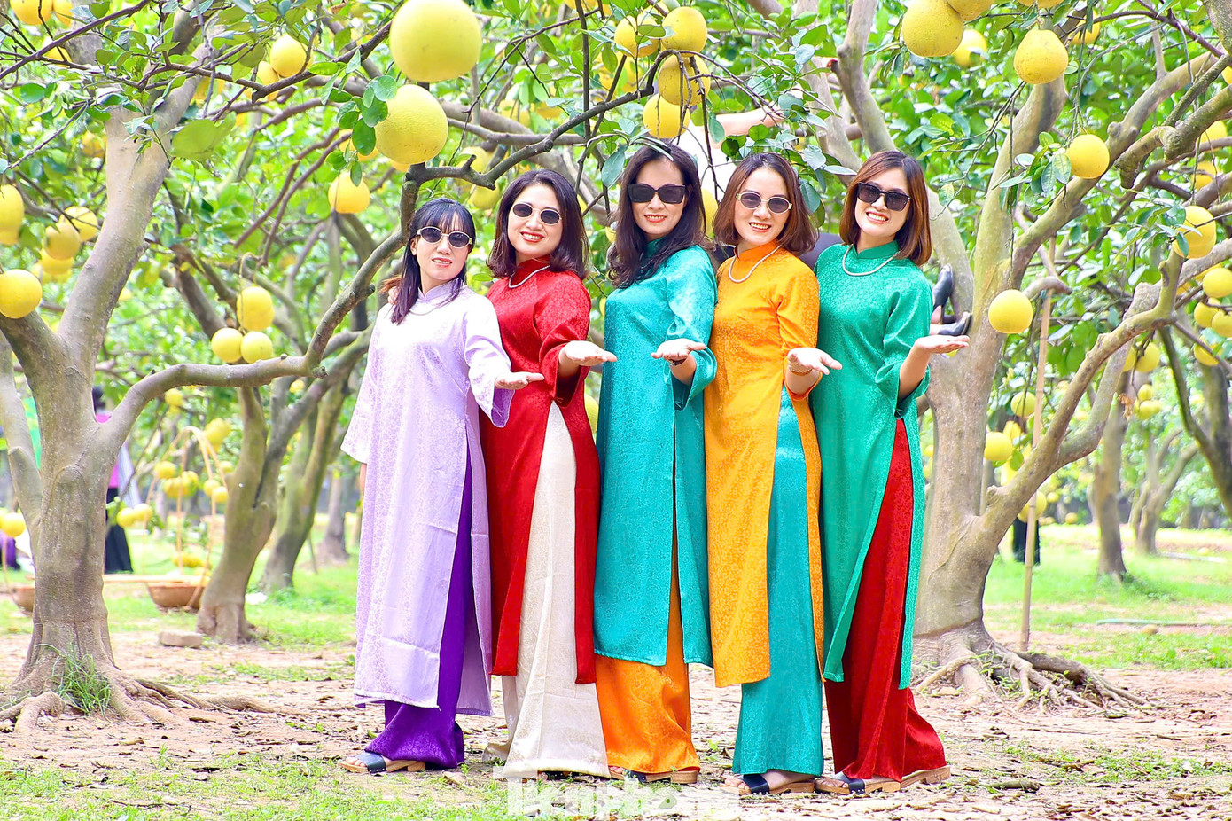 Trong ảnh là vườn bưởi Diễn rộng 4ha với gần 2.000 gốc trên 30 năm tuổi, vài năm trở lại đây, vườn bưởi này đã trở thành địa điểm check-in nổi tiếng. Người dân và du khách đến đây có thể đặt gốc bưởi để ăn Tết, đồng thời cũng tranh thủ chụp ảnh kỷ niệm.