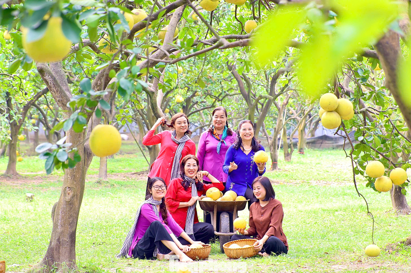 Những cây bưởi Diễn chín vàng ươm, kết hợp với thời tiết se lạnh cùng nắng ấm đầu mùa đông tạo thành cảnh quan đặc sắc thu hút, níu chân du khách. Các trái bưởi tuyển chọn được bán lẻ tại vườn cho du khách thưởng thức với mức giá 40.000 đồng/quả.
