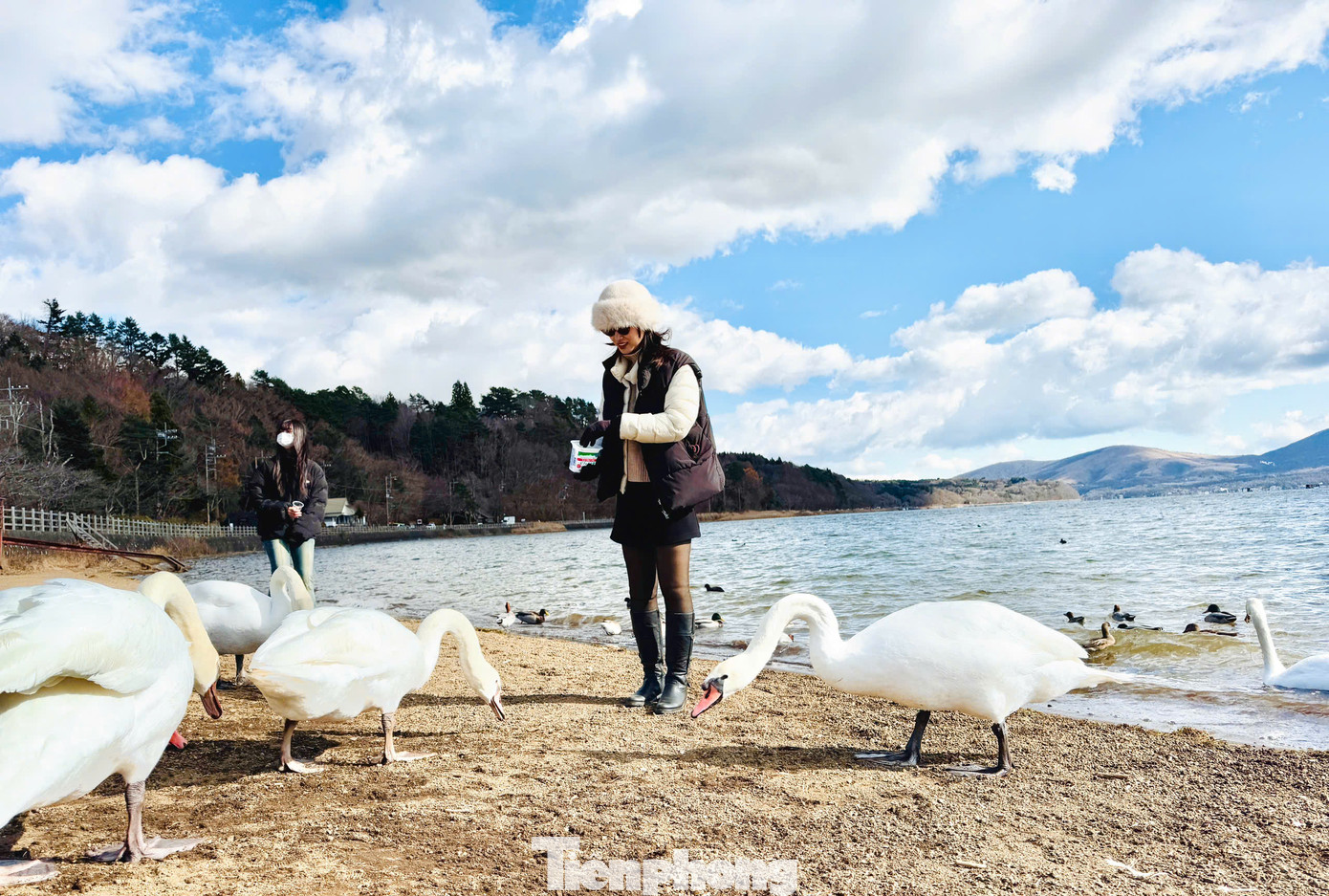 Tới đây du khách được vui chơi cùng hàng trăm con thiên nga thân thiện.