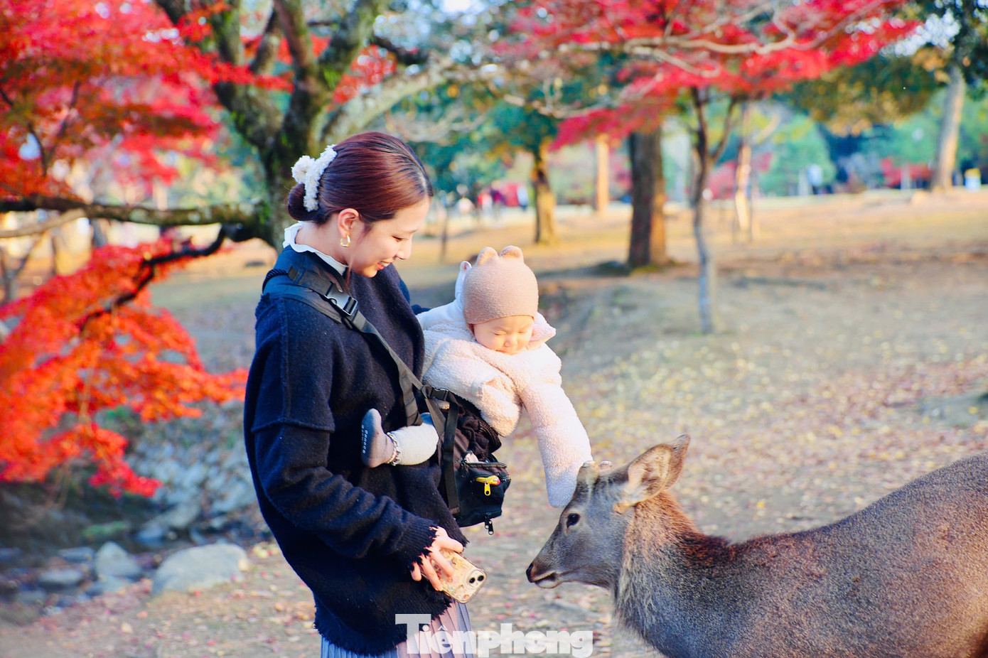 Theo tín ngưỡng của người dân địa phương, những chú hươu Sika được xem là sứ giả của các vị thần, là hiện thân của những điều linh thiêng và may mắn.