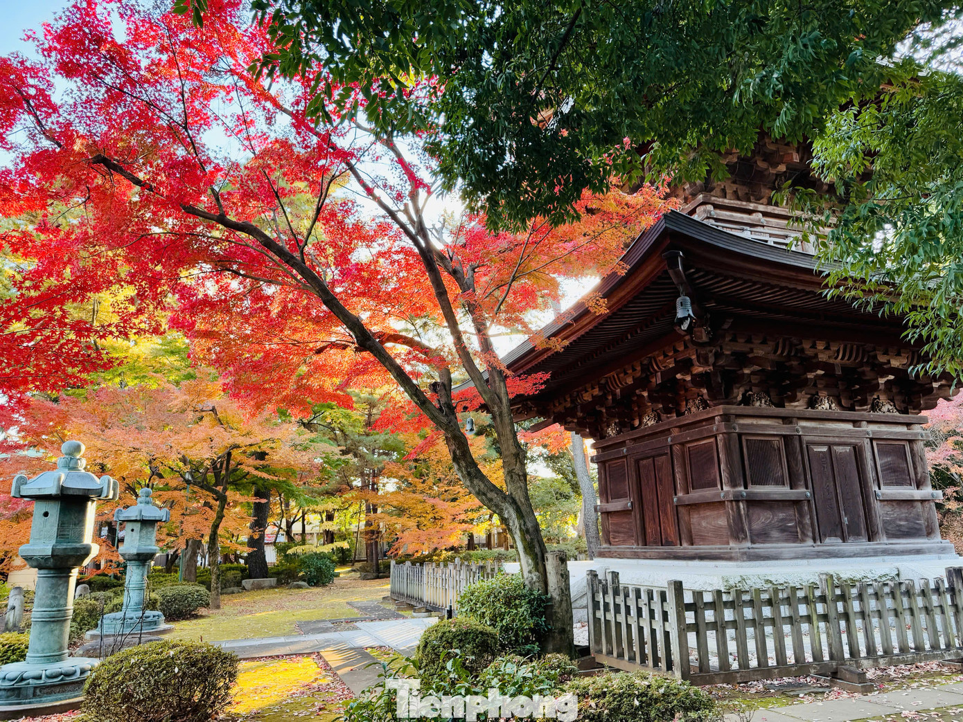 Đền Gotokuji nằm ở phường Setagaya, Tokyo, Nhật Bản là một ngôi đền Phật giáo được cho là nơi sinh của Mameki-neko, tượng mèo may mắn. Đền Gotokuji là điểm đến mang tới cho du khách rất nhiều điều ấn tượng và đặc biệt. Nơi đây ngoài sở hữu cảnh sắc thanh bình, yên ả thì ngôi đền này còn là nơi đặt hàng nghìn các bức tượng mèo may mắn.