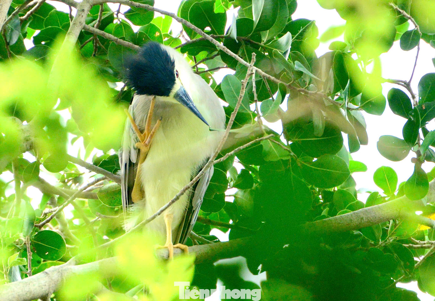 Hàng chục tổ chim được hình thành trên ngọn 2 cây si trong đền. Hàng chục tổ chim được hình thành trên ngọn 2 cây si trong đền.