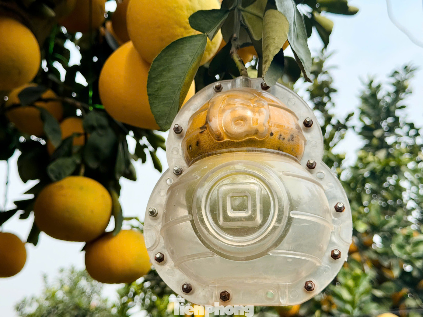 Những quả to, màu đẹp sẽ được tạo hình chữ tài, lộc.