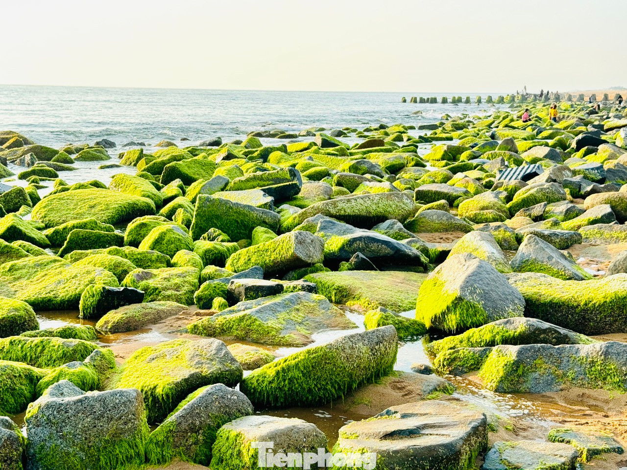 Xóm Rớ Phú Yên được biết đến là thiên đường rêu xanh nằm ở phường Phú Đông, thành phố Tuy Hòa. Theo người dân địa phương, khi kè biển xóm Rớ được thi công với các khối bê tông và đá tảng đổ xuống biển, mỗi mùa đông qua đi rong rêu lại bám vào đó mà sinh trưởng thành mảng xanh mướt, bắt mắt.